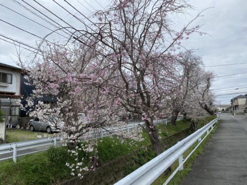 熊本　いいところ　〜桜の季節